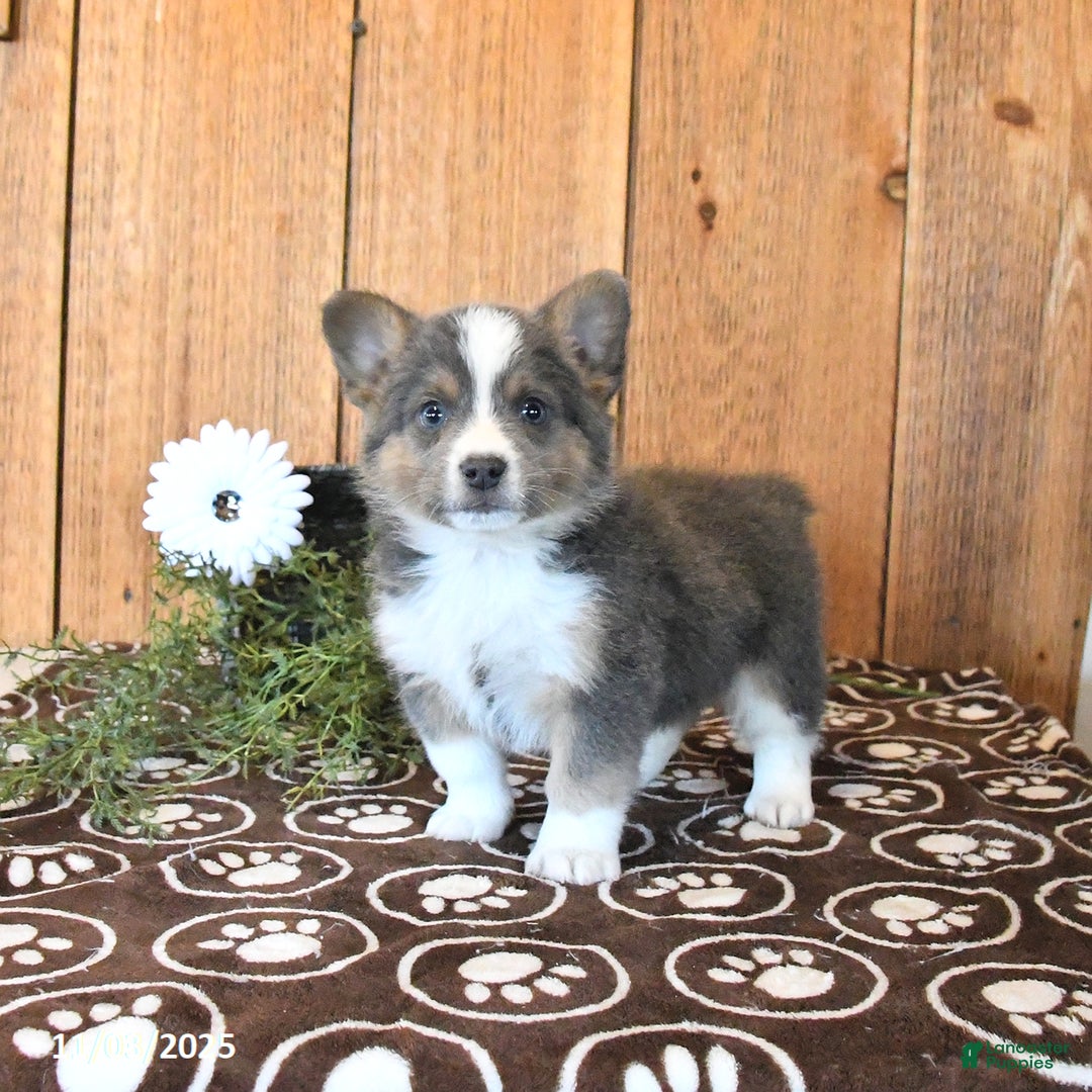 Mixed Breed dogs for sale: Noah - Ad 1