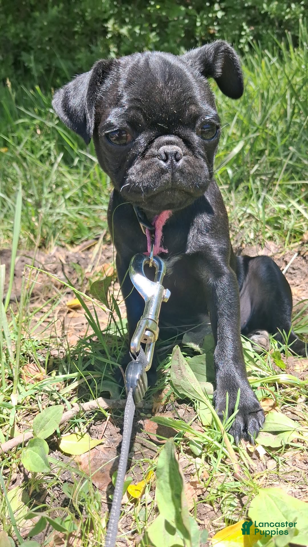 Pug dogs Pug Puppy 1 - Ad 26