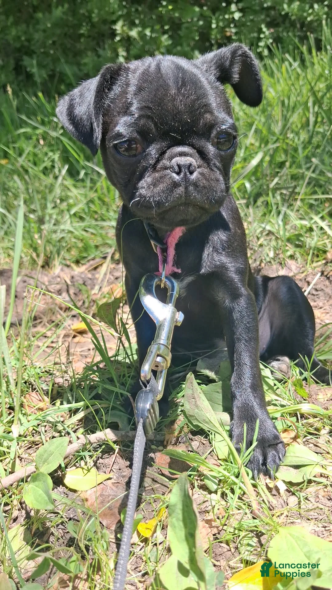 Pug dogs for sale: Pug Puppy 1 - Ad 1