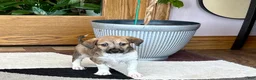 Mixed Breed dogs for sale: Italian greyhound/Havanese Sally  - Ad 8
