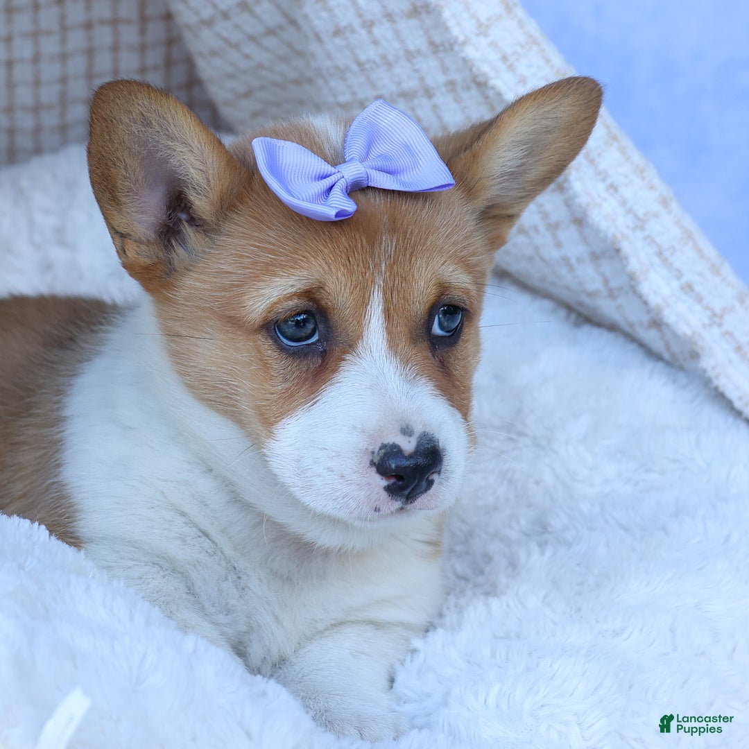Welsh Corgi Pembroke dogs for sale: Tilly - Ad 17