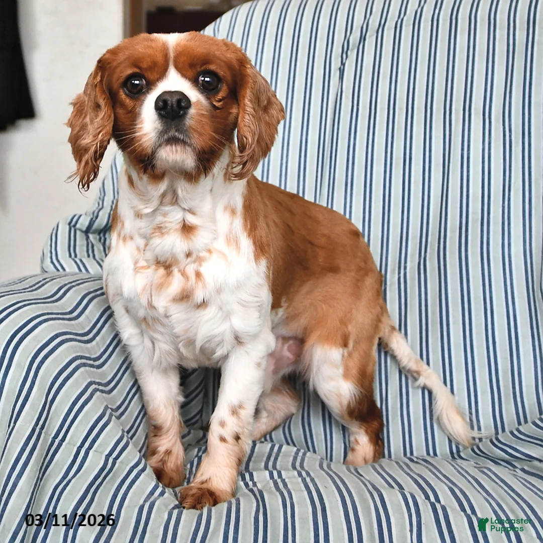 Cavapoo dogs for sale: Duke - Ad 7