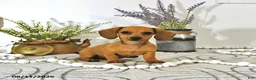 Miniature Dachshund dogs for sale: Amber - Ad 1