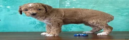 Miniature Poodle dogs for sale: Raya - Ad 1