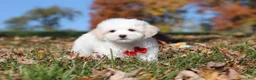 Maltese dogs for sale: Colby - Ad 4