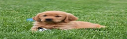 Golden Retriever dogs for sale: Marloe - Ad 3