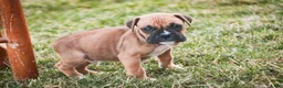 Boxer dogs for sale: Ford - Ad 2