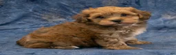 Havapoo dogs for sale: Rusty - Ad 3