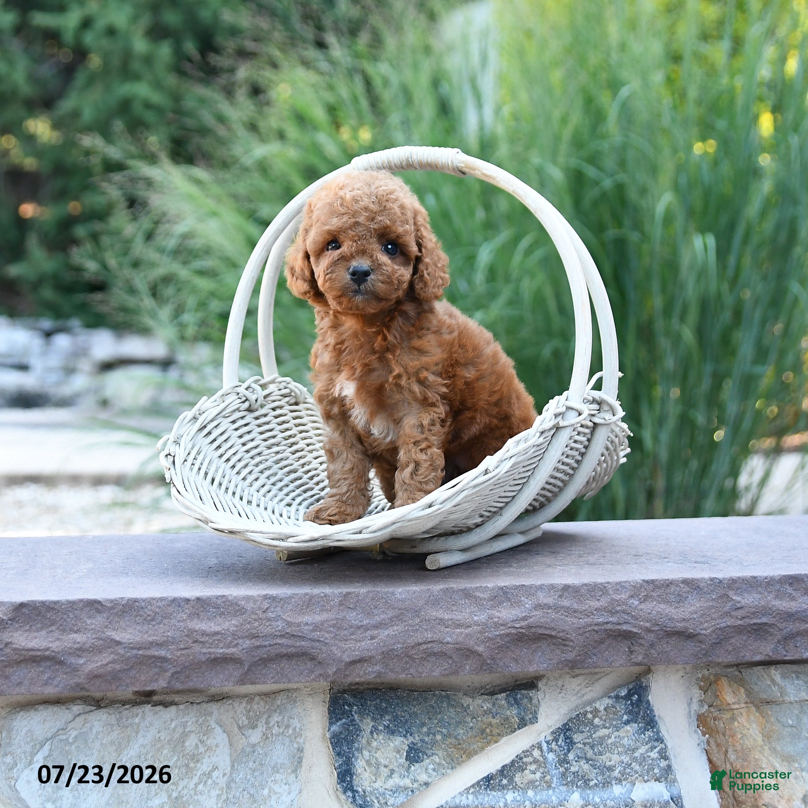 Toy Poodle dogs Tiny Lucky - Ad 1