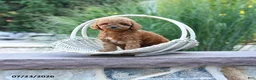 Toy Poodle dogs for sale: Tiny Lucky - Ad 1