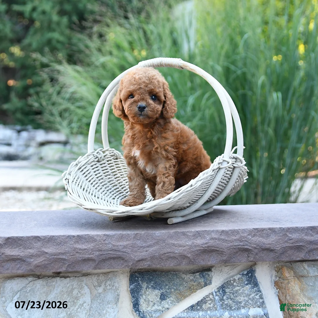 Toy Poodle dogs for sale: Tiny Lucky - Ad 1