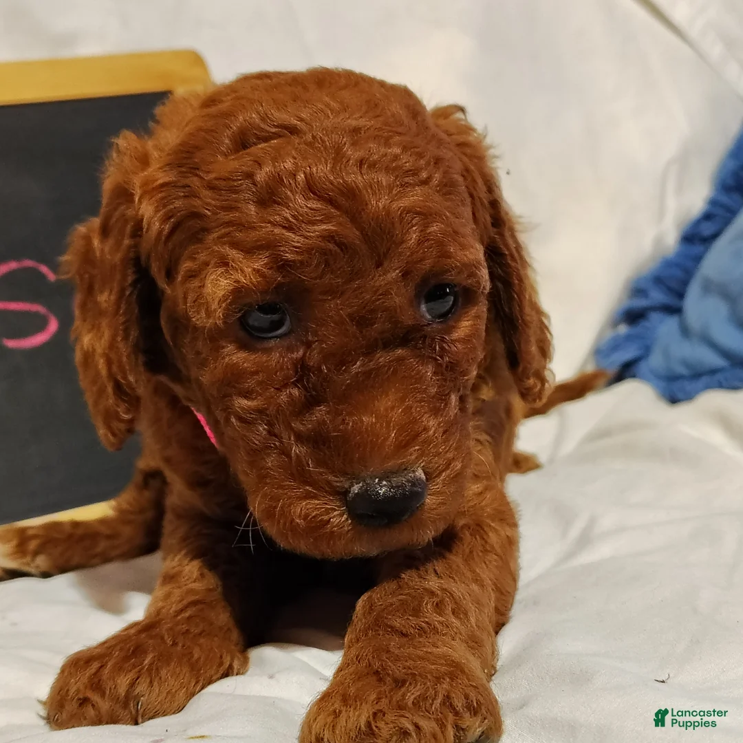 Mini Goldendoodle dogs for sale: Blossom - Ad 1