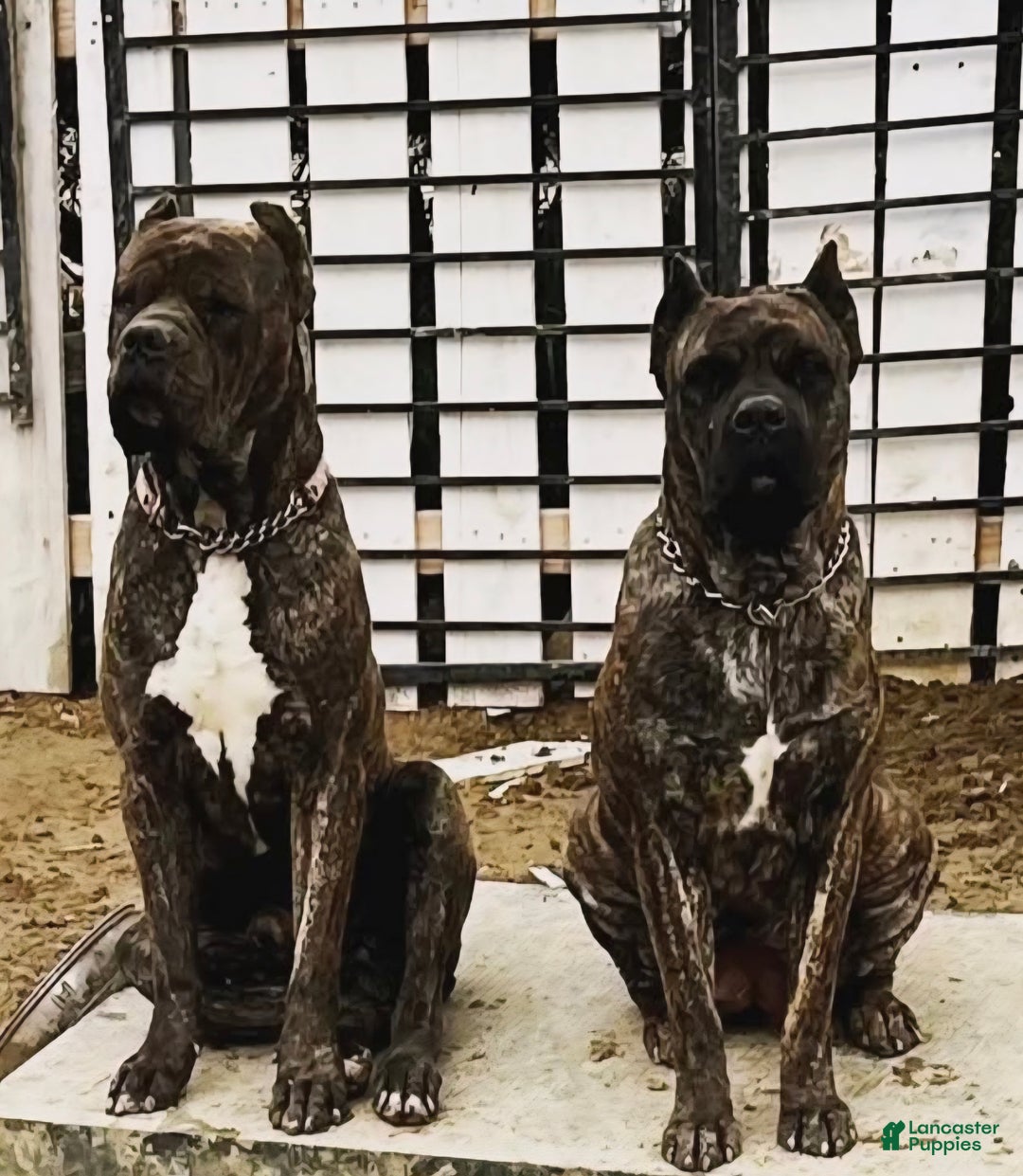 Cane Corso dogs for sale: Adult fawn female corso - Ad 2
