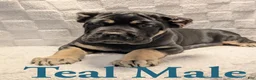Cane Corso dogs for sale: Teal  - Ad 4