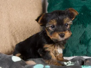 Yorkshire Terrier dogs Lance - Ad 3