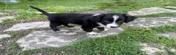 Australian Shepherd dogs for sale: Shiloh - Ad 8