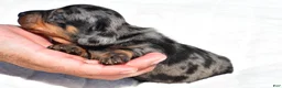 Miniature Dachshund dogs for sale: Hudson - Ad 3