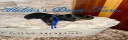 Miniature Dachshund dogs for sale: Grumpy - Ad 5