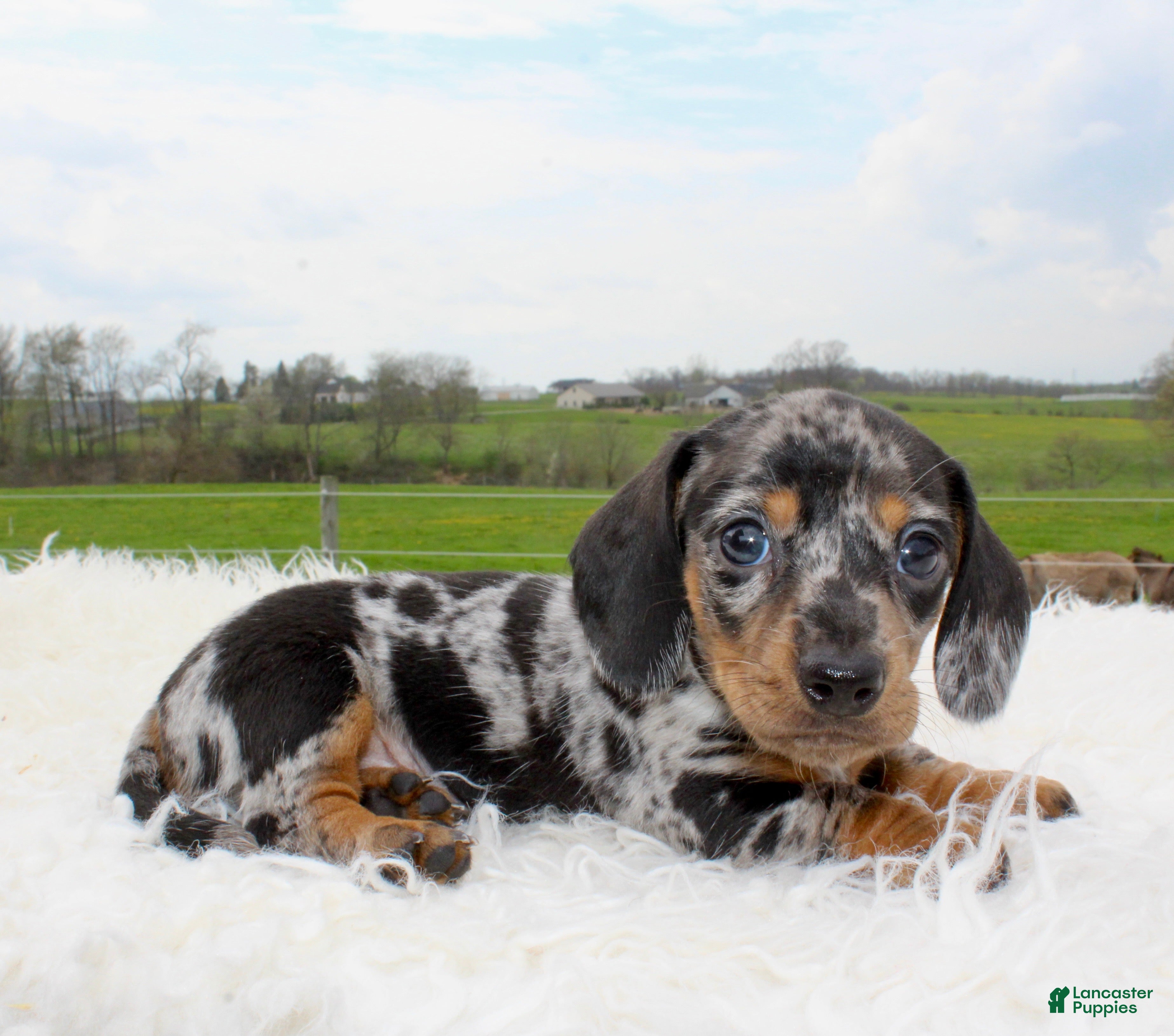 Miniature Dachshund dogs Mini Dachshund Boy 2 - Ad 2