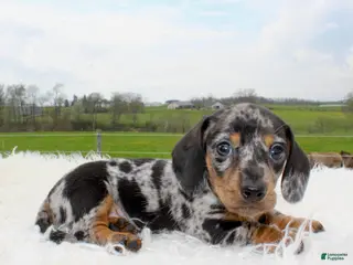Miniature Dachshund dogs Mini Dachshund Boy 2 - Ad 2