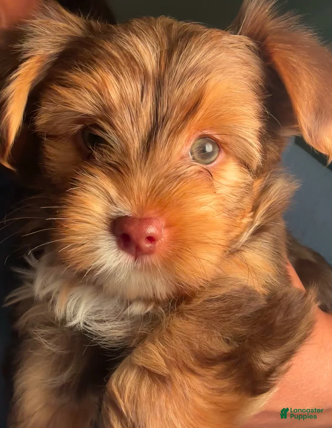 Gallery Image {{count}}