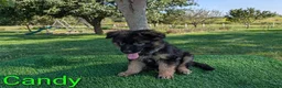 German Shepherd dogs for sale: Candy - Ad 1