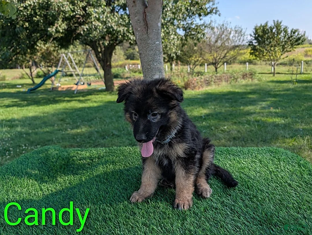 German Shepherd dogs for sale: Candy - Ad 1