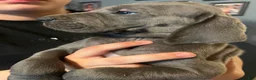 Great Dane dogs for sale: Great Dane Puppy 5 - Ad 3
