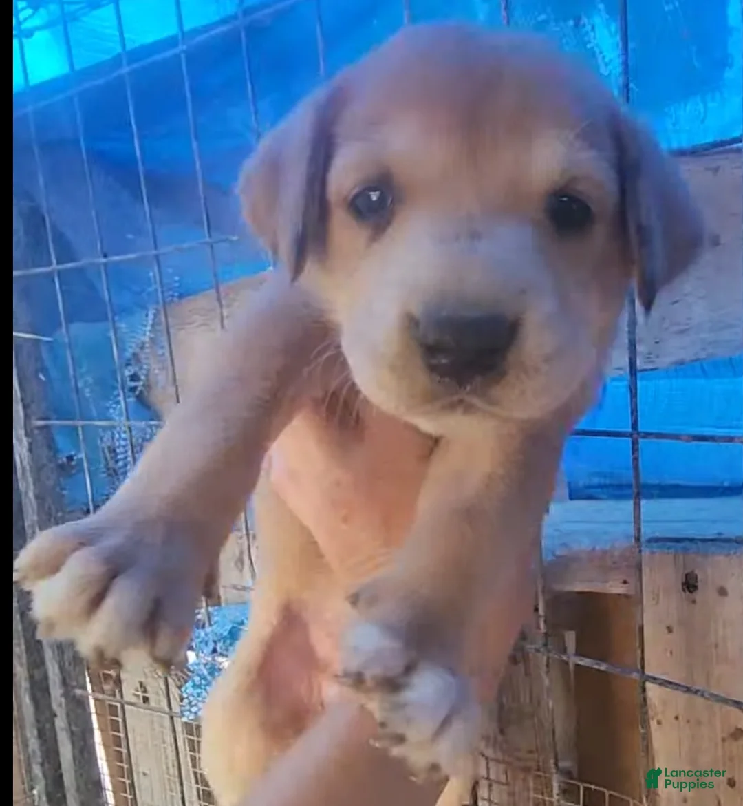 Mixed Breed dogs for sale: Doberdane Champagne F - Ad 1