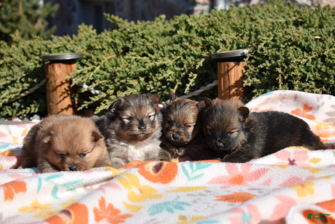 Pomeranian dogs for sale: Daisy  - Ad 8