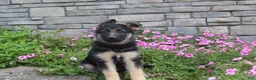 German Shepherd dogs for sale: Abby - Ad 6