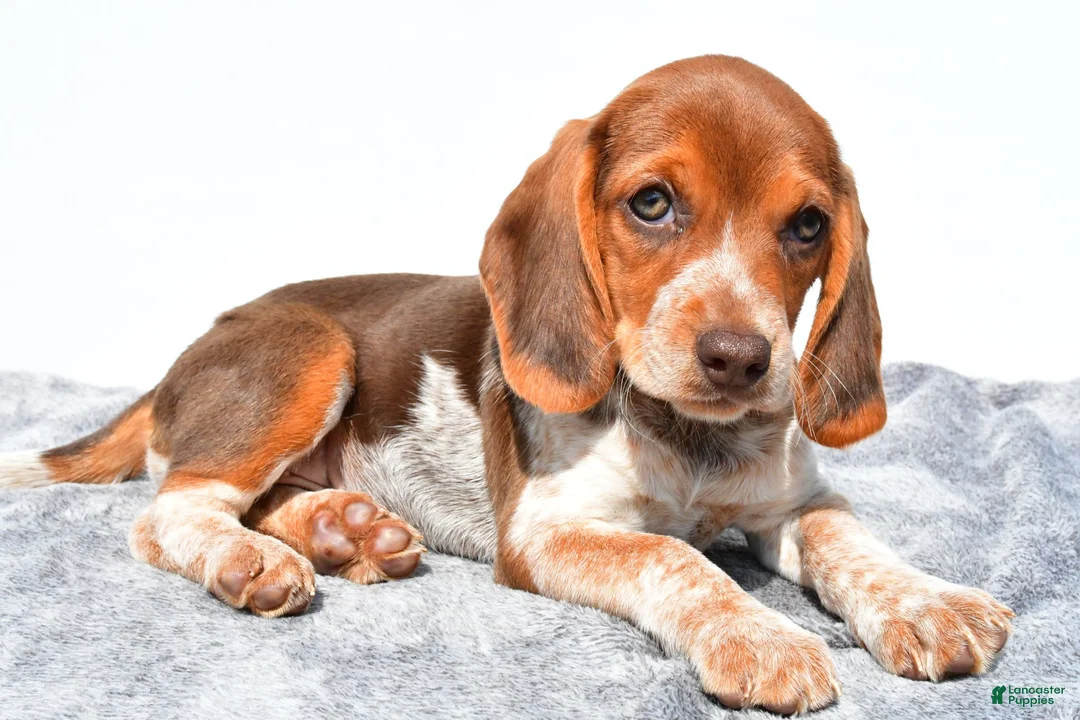 Beagle dogs for sale: Marie - Ad 7