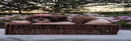Shih Tzu dogs for sale: Bailey - Ad 13
