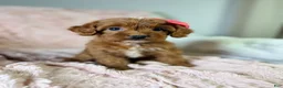 Cavapoo dogs for sale: Sun - Ad 3