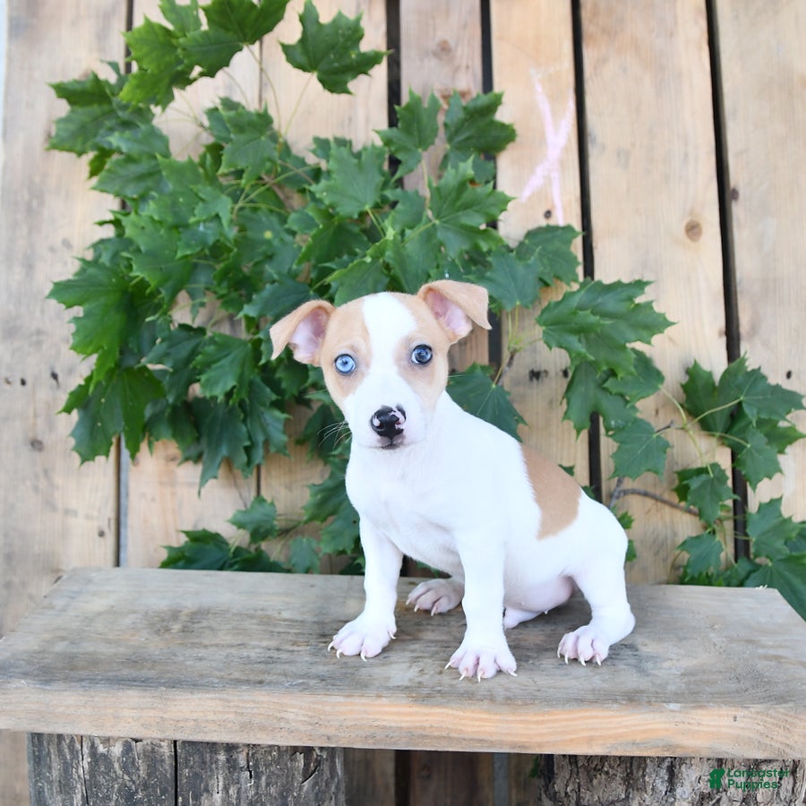Jack Russell Terrier dogs Tucker - Ad 2