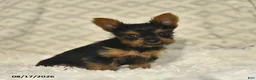 Yorkshire Terrier dogs for sale: Lacey - Ad 1