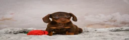 Miniature Dachshund dogs for sale: Sawyer - Ad 6