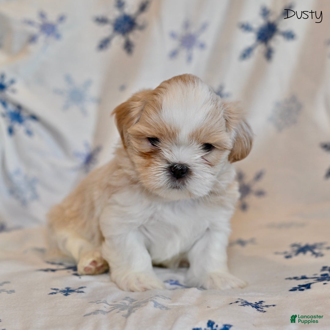 Shih Tzu dogs for sale: Dusty - Ad 3