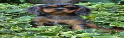 Cavalier King Charles Spaniel dogs for sale: Dazzler - Ad 1