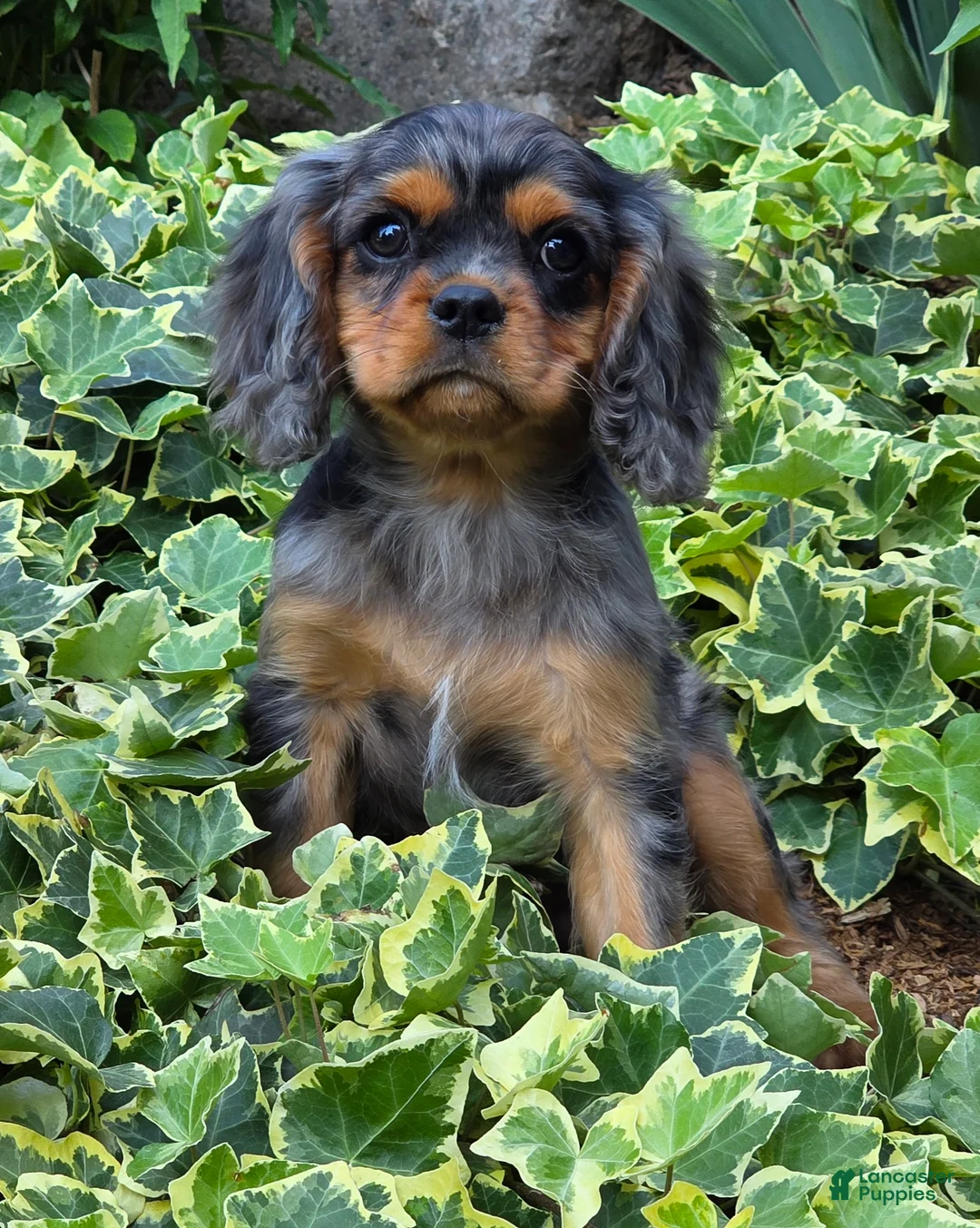 Cavalier King Charles Spaniel dogs for sale: Dazzler - Ad 1