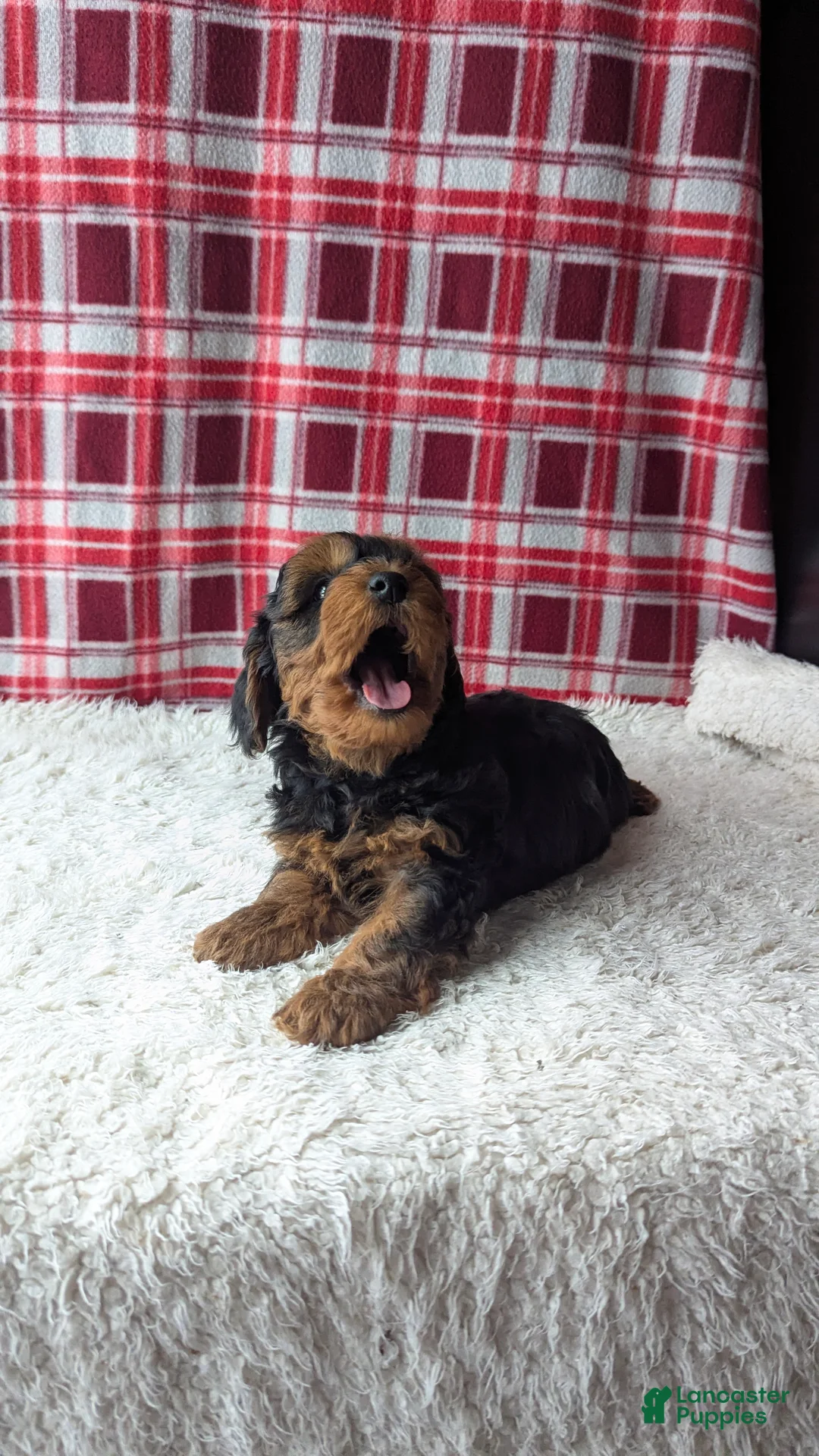 Yorkiepoo dogs for sale: Apollo - Ad 5