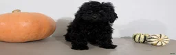 Havapoo dogs for sale: Malia - Ad 5