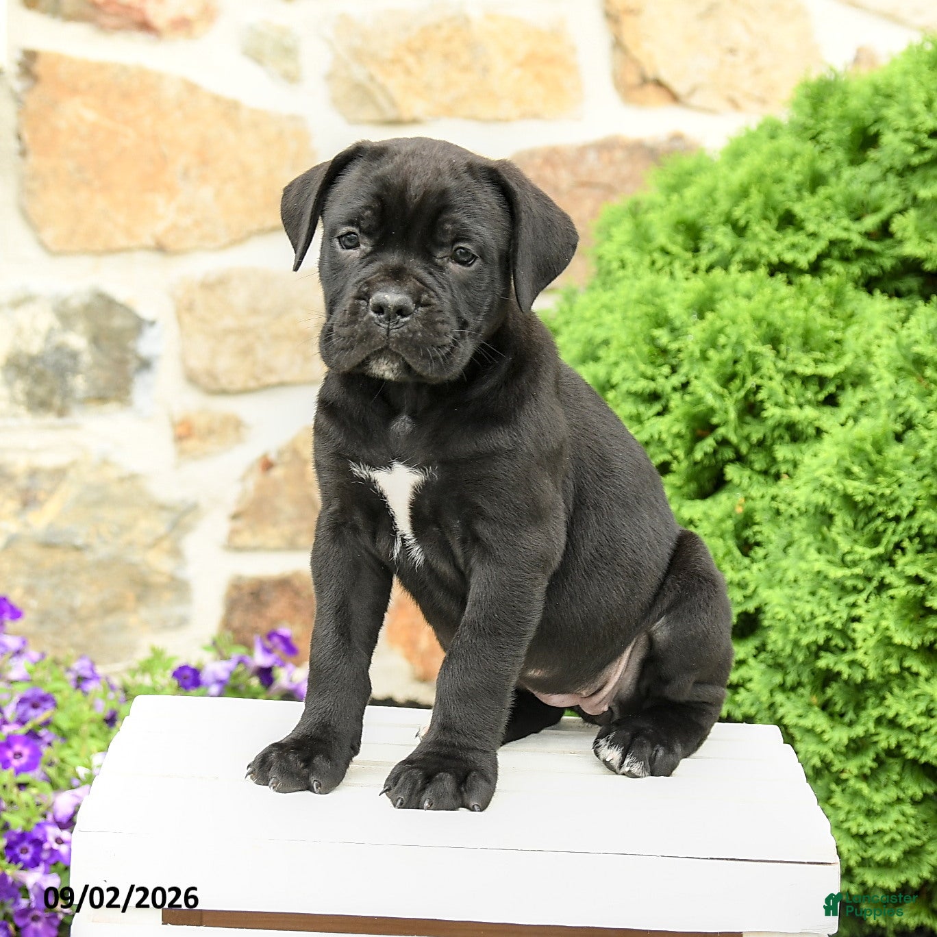 Cane Corso dogs for sale: Chara  - Ad 4