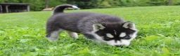Siberian Husky dogs for sale: River - Ad 7