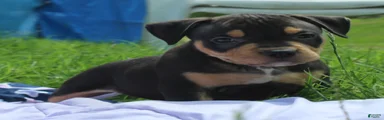 Jax