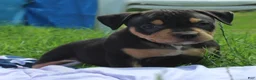 American Bully dogs for sale: Jax - Ad 1