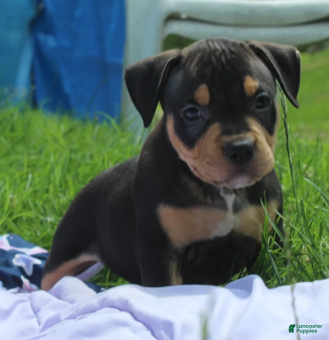 American Bully dogs for sale: Jax - Ad 1