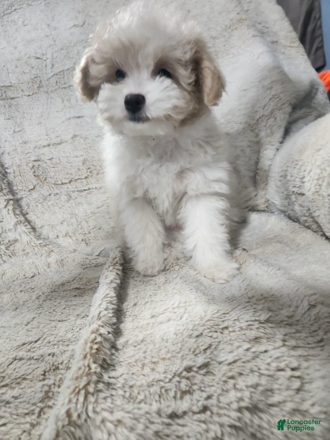 Pomapoo dogs for sale: Chole - Ad 1