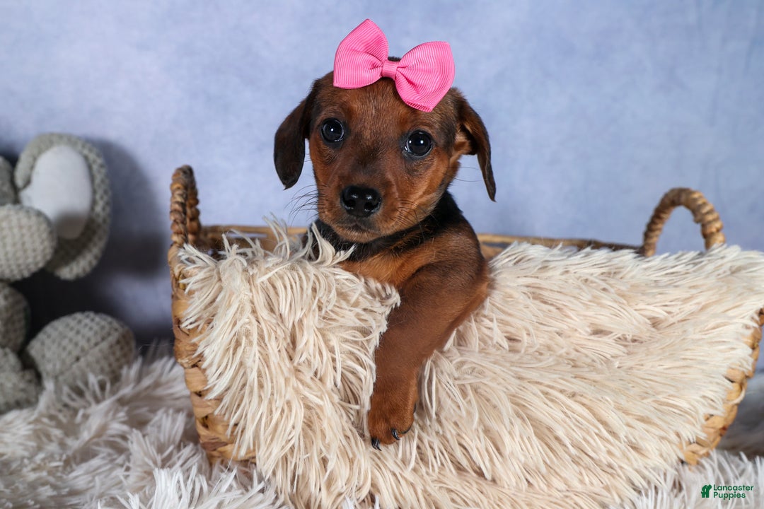 Miniature Dachshund dogs for sale: Jenny - Ad 2