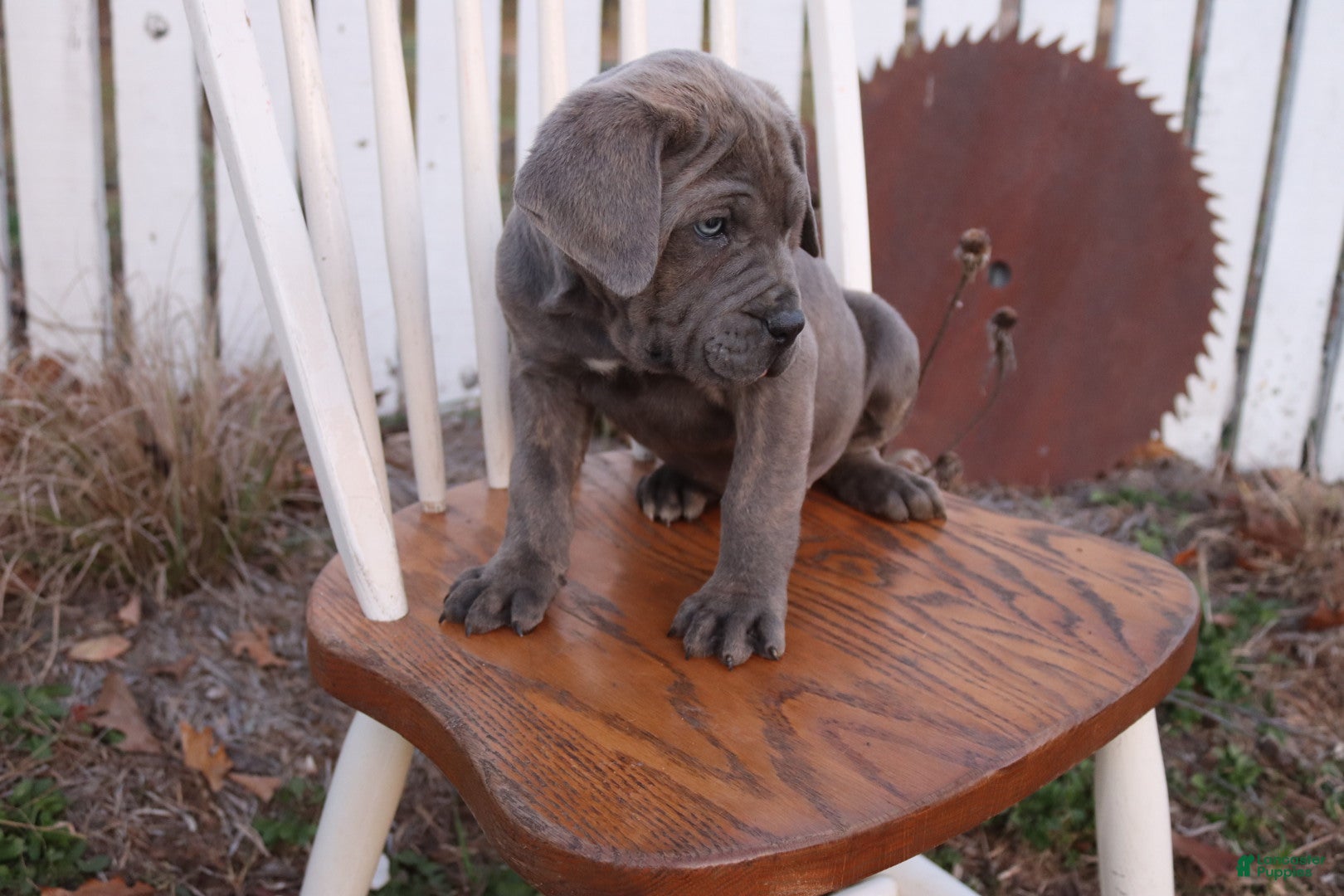 Cane Corso dogs Blair  - Ad 3